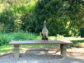 /album/trend/055-sitting-peacock-jpeg/